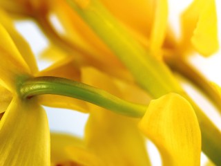 Yellow Lily Flower HD Widescreen Wallpapers