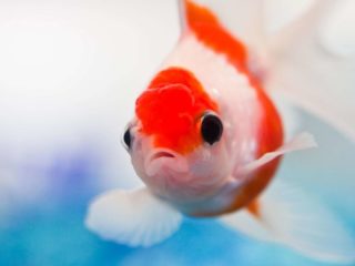 Aquarium Red Fish HD Wallpaper