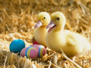 ducklings pair hd widescreen desktop wallpaper