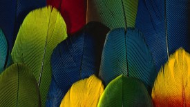 Abstract Colorful Feathers Free High Definition Wallpapers