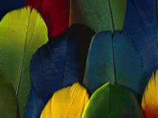 Abstract Colorful Feathers Free High Definition Wallpapers