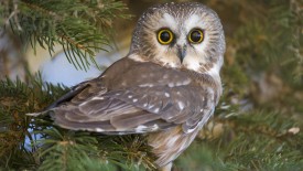 Animal Little Owl Backgrounds Wallpapers