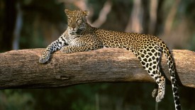 Animals African Leopard High Definition Wallpapers
