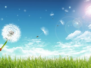 Art Design Romantic Dandelion Under Blue Sky