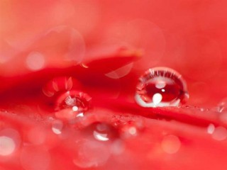Beautiful A Red Flower Mac Wallpaper