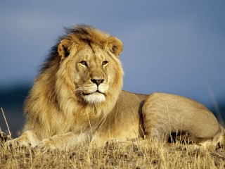 Beautiful Wallpapers Of A Big Lion High Definition Animals Wallpapers