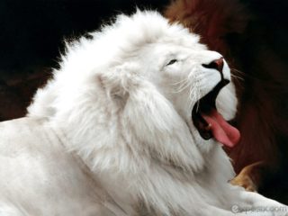 Cheetah Cute Of White Tiger Lion