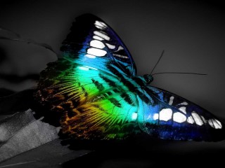 Colorful Butterfly 3D HD Wallpaper