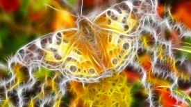 Colorful Line Butterfly High Definition Wallpapers