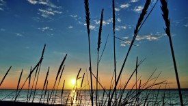 Grass At The Beach At Sunset Hd Widescreen Wallpapers HD Pic