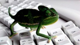 Keyboard Lizard 3D Wallpaper Widescreen