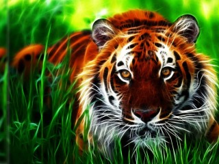 Tiger 3D Wallpaper
