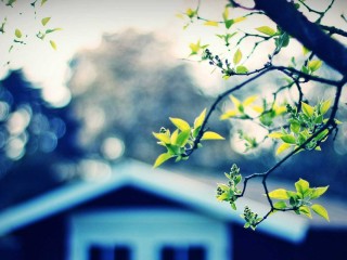 Tree And House  1080p Wallpapers Download