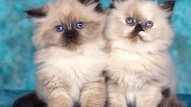 Cute Cats With Blue Eyes