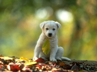 Cute dog in the forest