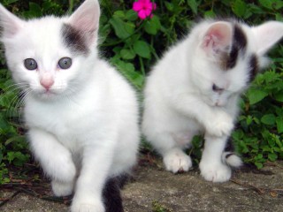 2 loving white cats