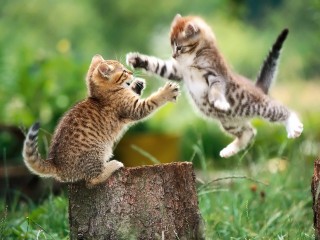 Cats playing outside