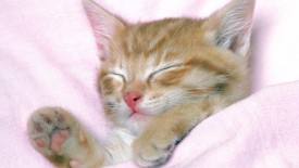 Free Cat Wallpaper, Cute Cat Pictures, Animal Desktop Backgrounds