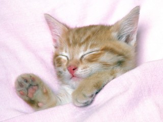 Free Cat Wallpaper, Cute Cat Pictures, Animal Desktop Backgrounds